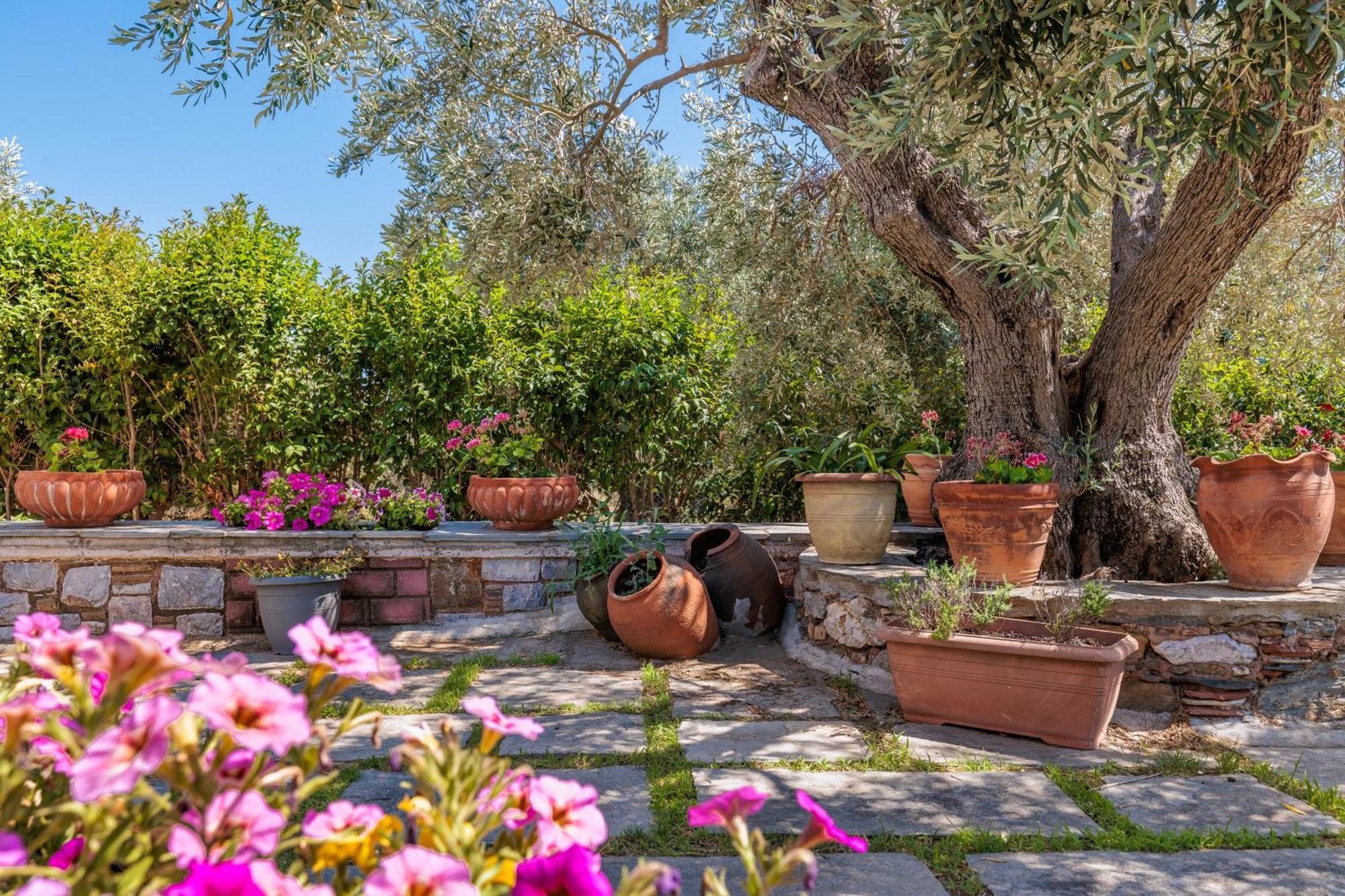 Aretousa Studios & Apartments Bandar Skopelos Luaran gambar